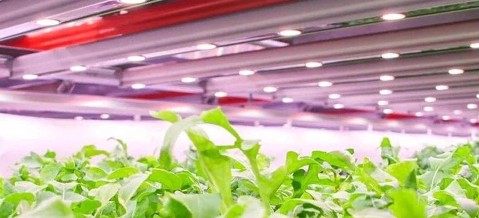 Why PPG Projects Offers Top Horticulture LED Solutions